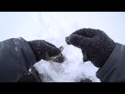 Видео: "Грива" р.Томь за ельчиками 19.12.2021