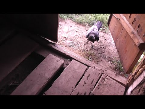 Видео: поведение импринта вОрона в пять месяцев