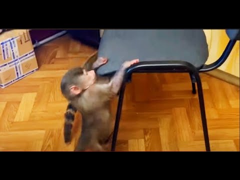 Видео: Я так понимаю что с Люськой и её бандой мебели у нас в доме скоро СОВСЕМ НЕ ОСТАНЕТСЯ)))