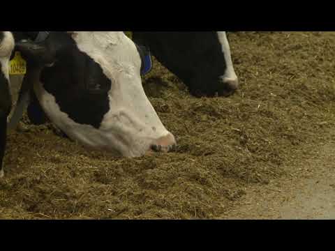 Видео: В чем секрет успеха Племзавода «Ирмень»? // "Новости 49" 19.05.21