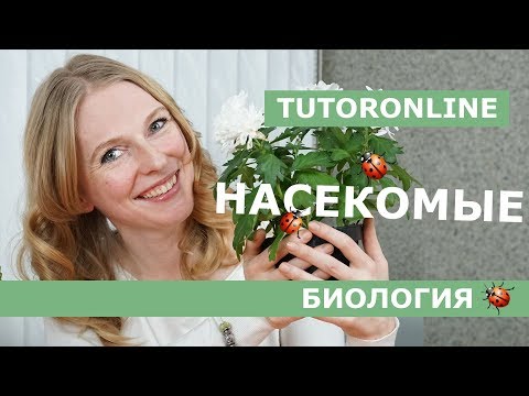 Видео: БиологияI Общая характеристика насекомых
