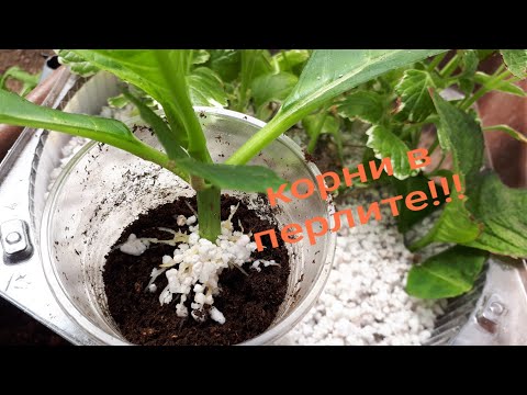 Видео: Перлит как субстрат для укоренения. Мой опыт. 01.06.20