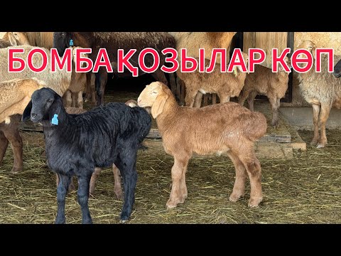 Видео: НҰРЛАН АҒАНЫҢ ШАРУАШЫЛЫҒЫНАН БІР КӨРІНІС +7 (701) 426-60-79
