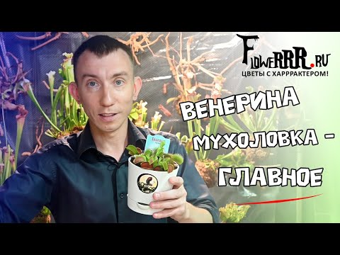 Видео: Главное о венериной мухоловке