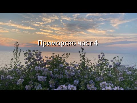 Видео: НА МОРЕ 🐝 Ден 4 | ВЛОГ | плаж, судоку и глупости | Цвети Стоянова | Cvety Stoyanova