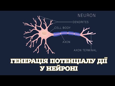 Видео: Генерація потенціалу дії у нейроні. [Harvard Extension School]