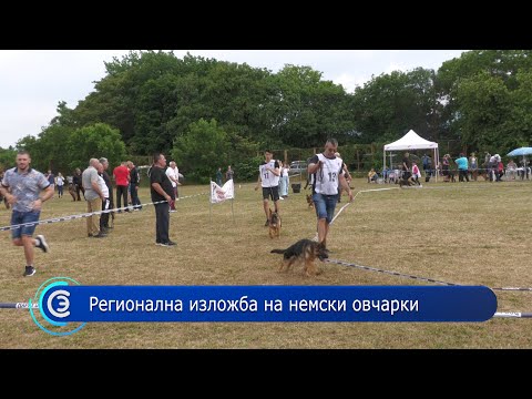 Видео: 31.05.2022 - Регионална изложба на немски овчарки