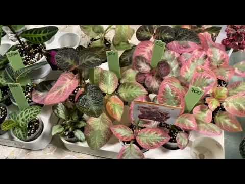 Видео: Бегонии, эписции и др. Выставка цветов Воронеж