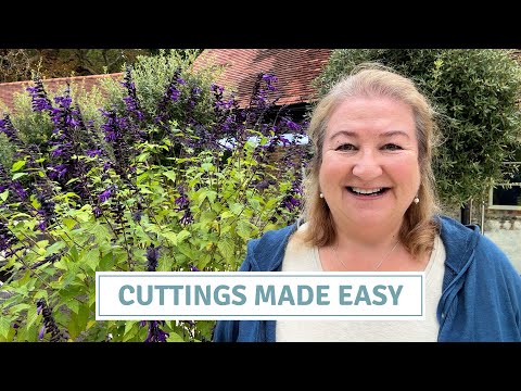 Видео: Как получить БЕСПЛАТНЫЕ растения | Черенки, которые работают! // Коттоверди