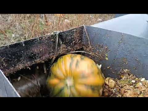 Видео: Випробування гарбузового комбайна 🎃👍👍👍👍прийшов .