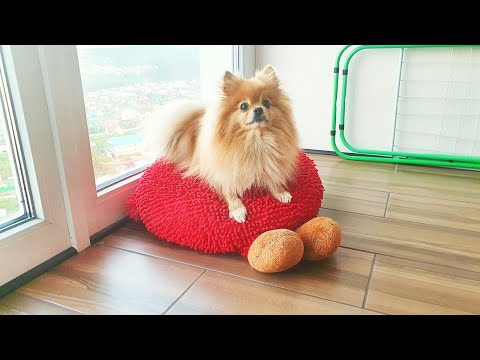 Видео: Бася Шпиц злится на мистера Помидора!