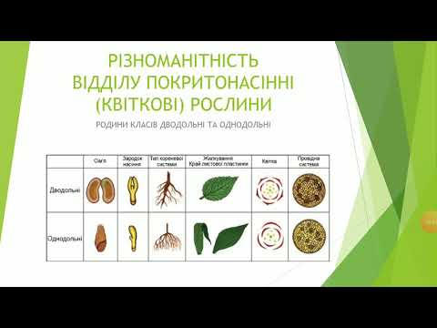 Видео: Різноманітність Покритонасінних. Родини класів Дводольні та Однодольні