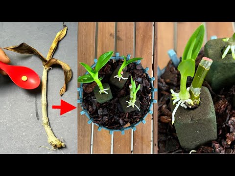 Видео: 1 эта волшебная таблетка оживит и размножит любые орхидеи