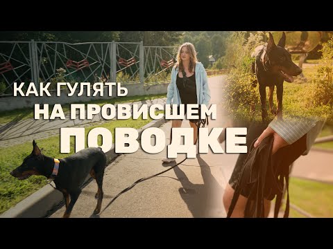 Видео: Как гулять на провисшем поводке | Наш опыт с Варварой