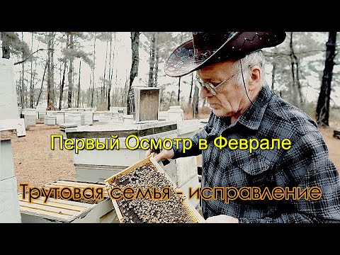 Видео: Пасека# 151 Первый Осмотр в Феврале  Исправление Трутовой Семьи Пчеловодство