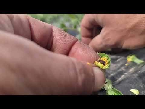 Видео: 29 04 2025 Ягідний сезон 2025 не радує