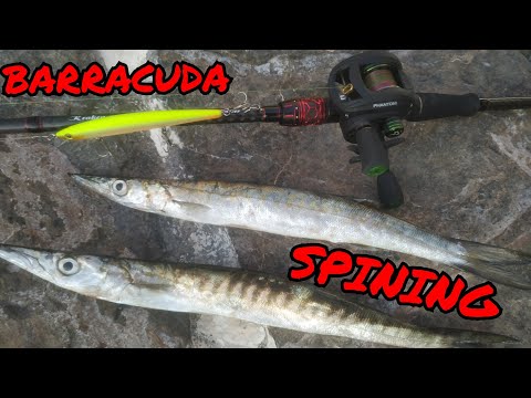 Видео: ЛОВЛЯ БАРАКУДИ ( BARRACUDA)  НА СПІНІНГ.