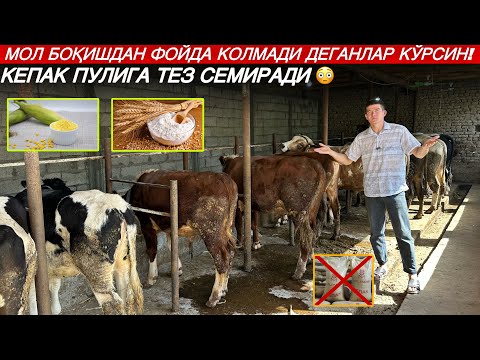 Видео: КЕПАК ПУЛИГА СЕМИРАДИГОН РАЦИОН! МОЛ БОҚИШДАН ФОЙДА КОЛМАДИ ДЕГАНЛАР КУРСИН