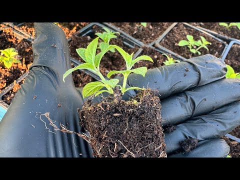 Видео: Пересадка черенка метельчатой гортензии