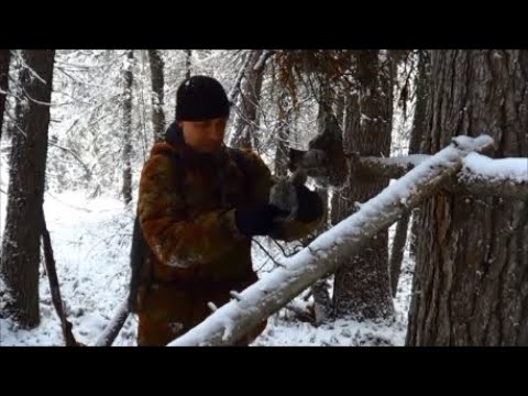 Видео: ОХОТА НА КУНИЦУ КАПКАНАМИ Сезон 20/21.