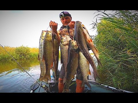 Видео: ВОДА КИПИТ ОТ РЫБЫ. ПОПАЛ НА ОСЕННИЙ ЖОР. Рыбалка с ночёвкой в сентябре. 2 часть