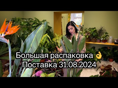 Видео: Обзор поставки растений из Голландии (31.08.2024)🪴