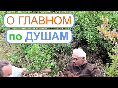 Видео: Голубика ч. 2. Беседа Фролова Ю.А. с мастером дела  - хозяином питомника.