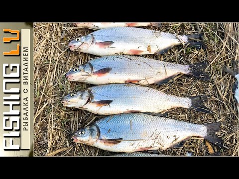 Видео: Фидерная рыбалка на Вимбу она же (Рыбец, Сырть) | Vimbu cope Lielupē