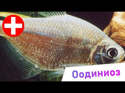 Видео: Оодиниоз - Жизненный цикл паразита и способы лечения рыб