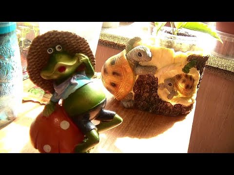 Видео: Мои комнатные цветочки Май 2019