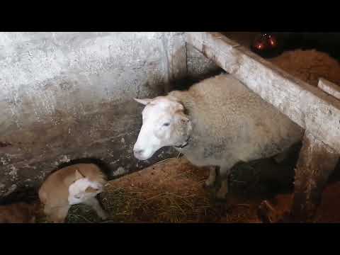 Видео: У Катумской овцы встал желудок после окота. Лечение.