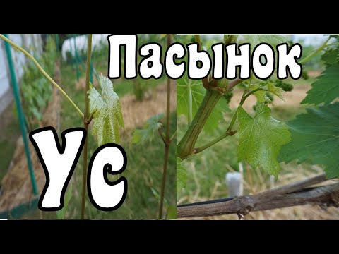 Видео: Виноград. Пасынки и усы. Что нужно знать новичкам?