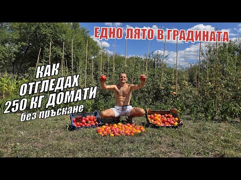Видео: Как отгледах 250 КГ ДОМАТИ натурално БЕЗ ПРЪСКАНЕ - Живот в градината 12 част