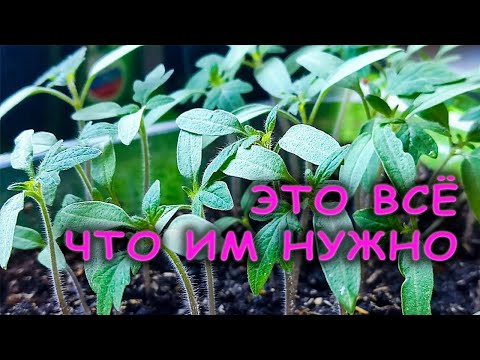 Видео: Мало кто знает про эту подкормку для рассады: томаты крепкие как дубки не желтеют и не вытягиваются
