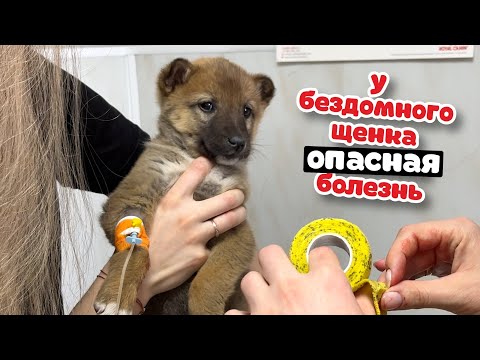 Видео: У щенка ОПАСНАЯ болезнь. Может погибнуть.