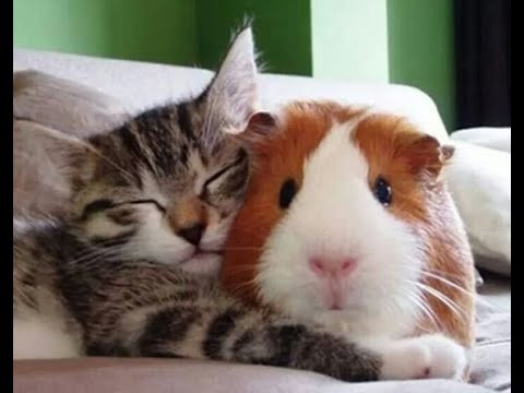 Видео: 🐕 Смешное видео с животными для отличного настроения! 🐈 Улыбнитесь! 😺