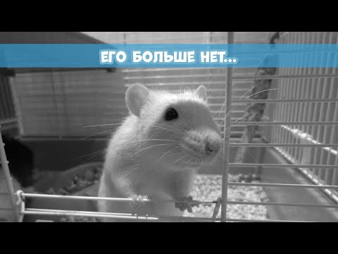 Видео: ЕГО БОЛЬШЕ НЕТ... || Не повторите мою ошибку