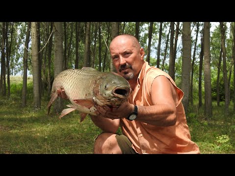 Видео: Шарани, амури и още нещо. /част 1 - скъсаният кеп/