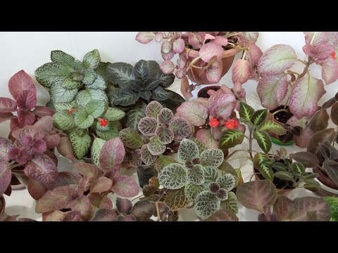 Видео: Комнатные цветы в ноябре🌺Мои эписции