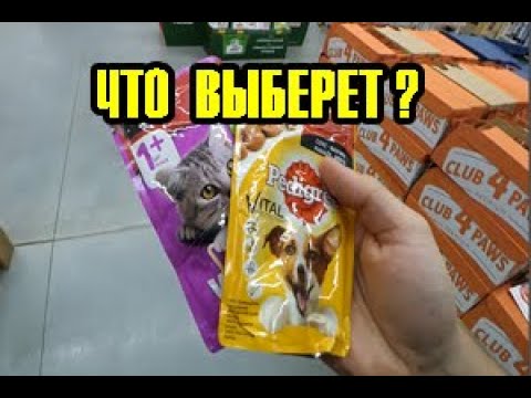 Видео: Спаниель Сёма дегустатор: Кошачий корм или Собачий со вкусом говядины. Что Сёма выберет?