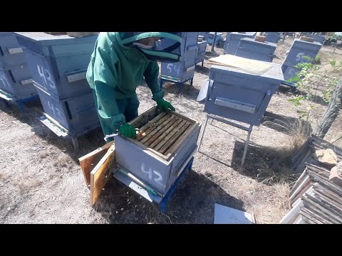 Видео: Бакфаст ні товарного меду, ні сили в зиму, зато красіві!