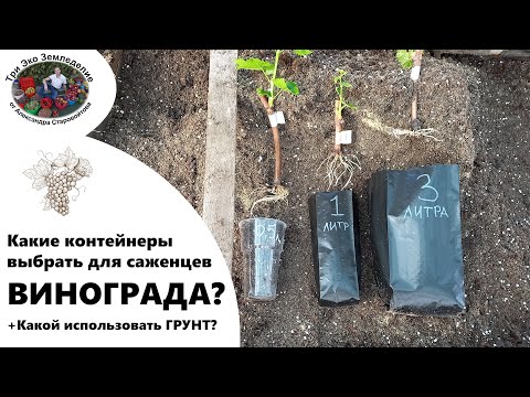 Видео: Какие контейнеры выбрать для саженцев ВИНОГРАДА. Какой использовать грунт #ТриЭкоВиноградник