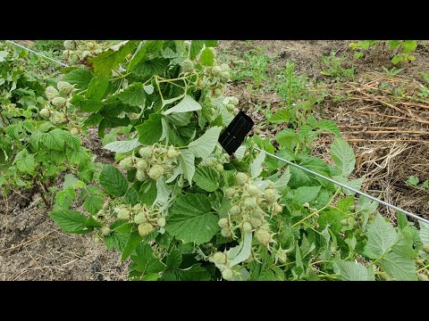 Видео: Формирование малины на шпалеры.  На примере сорт малины Лячка