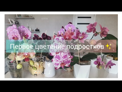 Видео: Первое цветение орхидей от Профар, Son Ya, Miki.