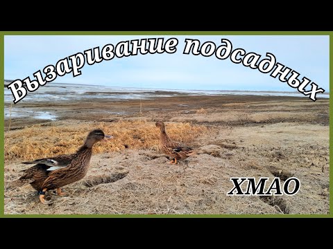 Видео: Вызаривание подсадных уток. Увидел сотни лебедей. Хмао-югра.