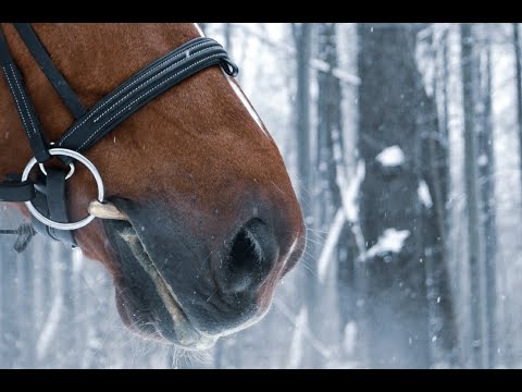 Видео: Недопустимые методы работы с лошадью