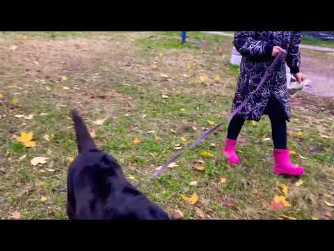 Видео: Всем доброго дня и прекрасного настроения море позитива и здоровья 29.10.+8.