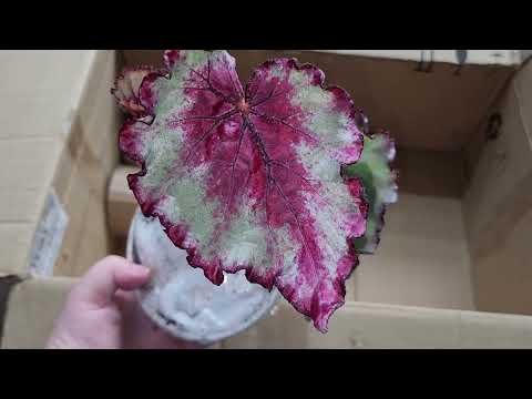 Видео: Получила декоративнолиственные бегонии с Авито. Обзор бегоний.