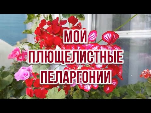 Видео: Мои плющелистные пеларгонии. Выпуск от 26.03.22