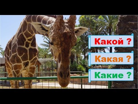 Видео: Урок. Слова   обозначающие признаки предметов. Русский язык 1 класс. #учусьсам